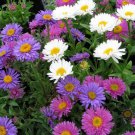 Aster Aster Alpinus Mix Flower 4000 Seeds Fresh Seeds