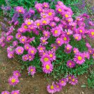 Aster Aster Alpinus Pink Flower 4000 Seeds Fresh Seeds