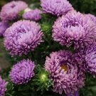 Aster Aster Callistephus Dwarf Milady Lilac Flower 2000 Seeds Fresh Seeds