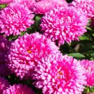Aster Aster Callistephus Dwarf Milady Rose Flower 2000 Seeds Fresh Seeds
