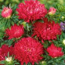 Aster Aster Callistephus Dwarf Milady Scarlet Flower 1000 Seeds Fresh Seeds