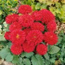Aster Aster Callistephus Dwarf Milady Scarlet Flower 2000 Seeds Fresh Seeds