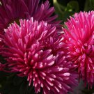 Aster Aster Callistephus Gremlin Dark Rose Flower 1000 Seeds Fresh Seeds