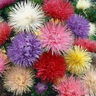 Aster Aster Callistephus Needle Mix Flower 1000 Seeds Fresh Seeds