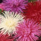 Aster Aster Callistephus Needle Mix Flower 2000 Seeds Fresh Seeds