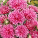 Aster Aster Callistephus Needle Rose Flower 2000 Seeds Fresh Seeds