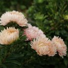 Aster Aster Callistephus Pink Tall Double Flower 1000 Seeds Fresh Seeds