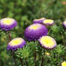 Aster Aster Callistephus Pompon Blue Flower 2000 Seeds Fresh Seeds