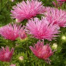 Aster Aster Callistephus Salmon Needle Flower 1000 Seeds Fresh Seeds
