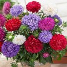Aster Aster Callistephus Tall Double Paeony Duchess Mix 1000 Seeds Fresh Seeds
