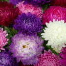 Aster Aster Callistephus Tall Double Paeony Duchess Mix 2000 Seeds Fresh Seeds