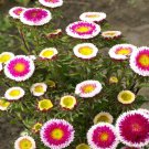 Aster Aster Callistephus Tall Pompon Hinomaru Flower 1000 Seeds Fresh Seeds