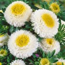 Aster Aster Callistephus White Flower 1000 Seeds Fresh Seeds