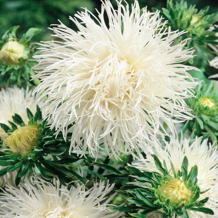 Aster Aster Callistephus White Needle Unicom Flower 1000 Seeds Fresh Seeds