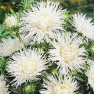 Aster Aster Callistephus White Needle Unicom Flower 2000 Seeds Fresh Seeds