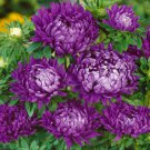 Aster Callistephus Dwarf Milady Blue Flower 2000 Seeds Fresh Seeds