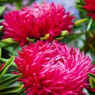 Aster Scarlet Paeony Aster Callistephus Flower 2000 Seeds Fresh Seeds