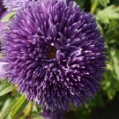 Aster Tiger Paw Aster Flower 1000 Seeds Fresh Seeds