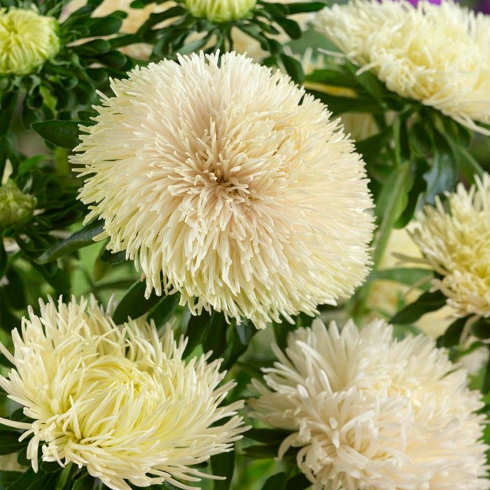 Aster Yellow Double Flowered Aster Flower 1000 Seeds Fresh Seeds