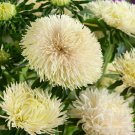 Aster Yellow Double Flowered Aster Flower 1000 Seeds Fresh Seeds