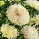 Aster Yellow Double Flowered Aster Flower 2000 Seeds Fresh Seeds