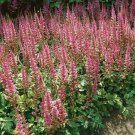 Astilbe Astilbe Chinensis Pumila Flower 1000 Seeds Fresh Seeds
