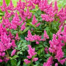 Astilbe Astilbe Chinensis Pumila Flower 2000 Seeds Fresh Seeds