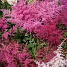 Astilbe Astilbe Arendsii Bunter Flower 1000 Seeds Fresh Seeds