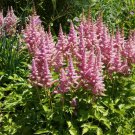 Astilbe Astilbe Chinensis Flower 1000 Seeds Fresh Seeds
