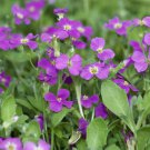 Aubrieta Rock Cress Whitewell Gem Ground Cover 10000 Seeds Fresh Seeds