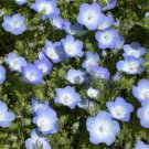 Baby Blue Eyes Nemophila Menziesii Flower 2000 Seeds Fresh Seeds