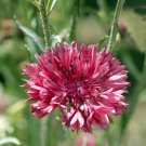 Bachelors Button Dwarf Red Cornflower Garden Flower Plant 1000 Seeds Fresh Seeds