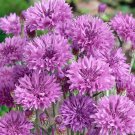 Bachelors Button Mauve Cornflower Flower For Xeriscaping 1000 Seeds Fresh Seeds