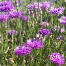 Bachelors Button Mauve Cornflower Flower For Xeriscaping 2000 Seeds Fresh Seeds