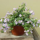 Bacopa Bacopa Blutopia Blue Flower 10 Seeds Fresh Seeds