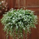 Bacopa Snowtopia White Bacopa Flower 10 Seeds Fresh Seeds
