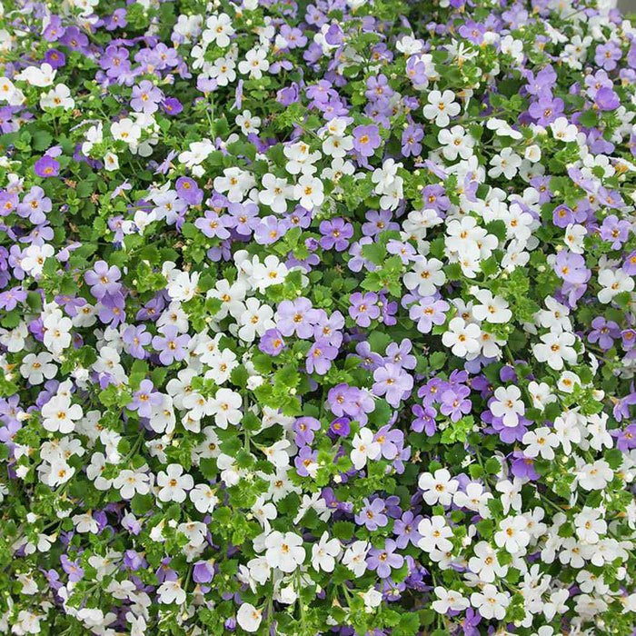 Bacopa Utopia Fuseables Trailing Bacopa Flower 10 Seeds Fresh Seeds