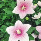 Balloon Flower Platycodon Grandiflora Rose Flower 2000 Seeds Fresh Seeds