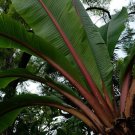 Banana Tree Musa Ensete 10 Seeds Fresh Seeds