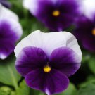Beaconsfield Pansy Purple Pansies Flower 2000 Seeds Fresh Seeds