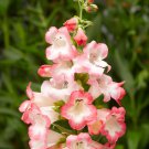 Beardtongue Penstemon Hartwegii Arabesque Pink Drought Resistant Flower 30 Seeds Fresh Seeds
