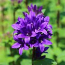 BellFlower Bellflower Superba Perennial Flower 1000 Seeds Fresh Seeds