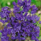 BellFlower Bellflower Superba Perennial Flower 2000 Seeds Fresh Seeds
