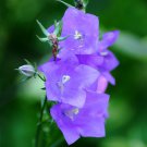 BellFlower Campanula Persicifolia Blue Flower 10000 Seeds Fresh Seeds