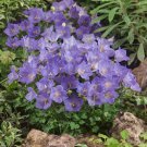 BellFlower Campanula Carpatica Flower 10000 Seeds Fresh Seeds