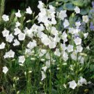 BellFlower Peachleaved White BellFlower 10000 Seeds Fresh Seeds