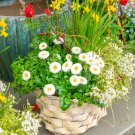 Bellis Bellis Perennis White English Daisy Flower 10000 Seeds Fresh Seeds