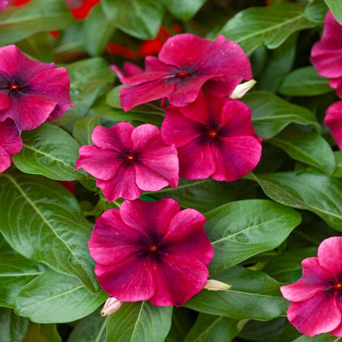 Black Cherry Vinca Ground Cover Plants From Flower 50 Seeds Fresh Seeds