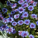Blue Daisy Felicia Heterophylla Blue Flower 1000 Seeds Fresh Seeds