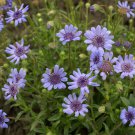Blue Daisy Felicia Heterophylla Blue Flower 2000 Seeds Fresh Seeds